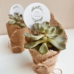 Cactus y Suculentas