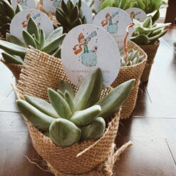 Plantitas naturales para bodas,comuniones, bautizos